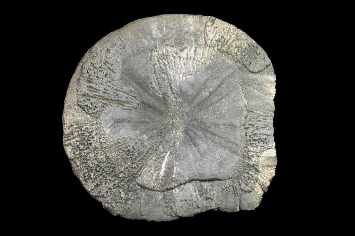 Pyrite Sun - Sparta, Illinois #154102